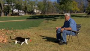 ellen, degeneres, jay, leno, cat, cats, kitty, adorable, animals, pets, funny, comedian, Comedy, Ellen DeGeneres, Jay Leno, Author, Kitten,
