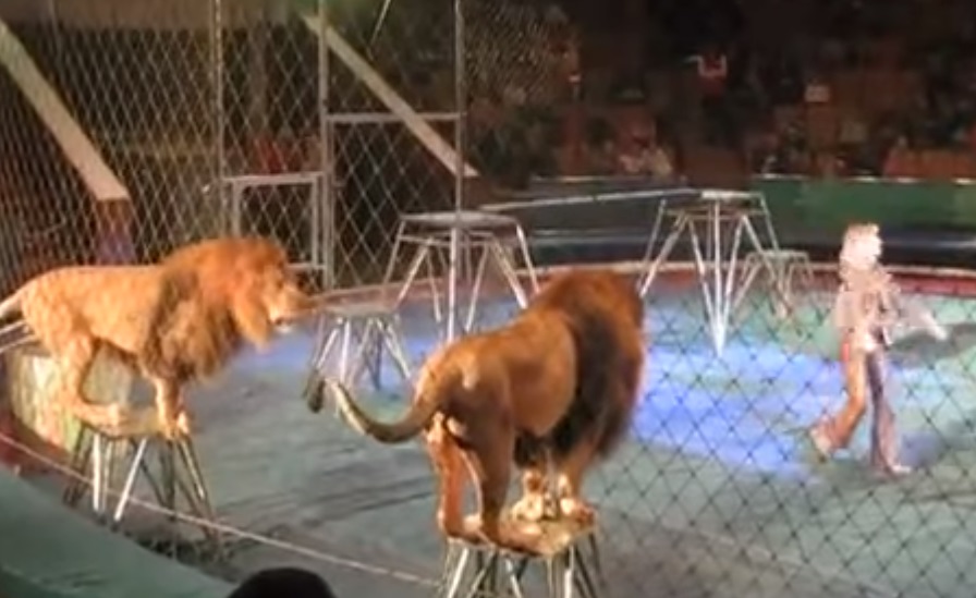 incredible, interview, accident, lion, circus, trainers, lion attack, animals, touching, attack, animal attack, touching video, touchingstorie,