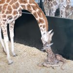 They keep recording this mama giraffe giving birth