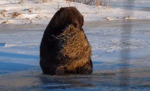 bear, playing, hay, grizzly, funny, alaska, funny bear, brown bear, bear movie, fuuny animal video, viral bear