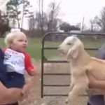 Mom Shows Her Toddler A Goat for the first time