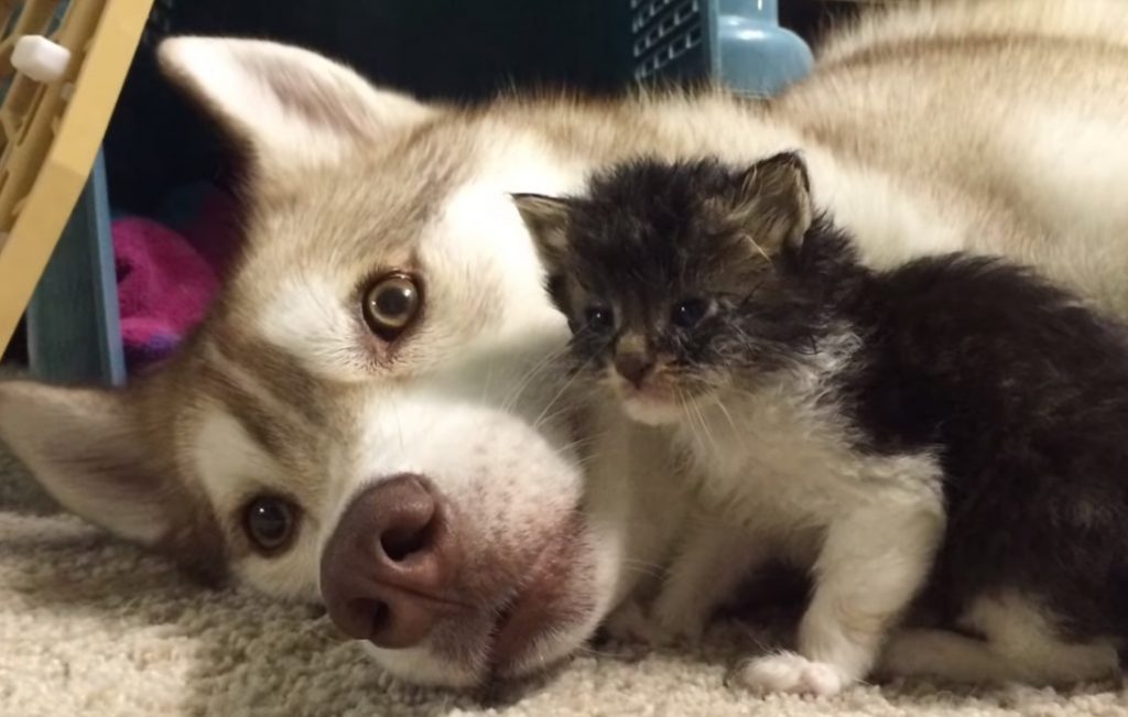 Siberian husky, Husky, Cat, Kitten, Surrogate, Foster, Puppy, Dog, Mother, Tarzan,