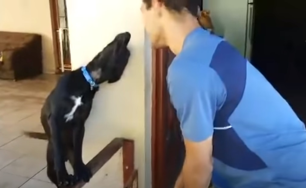 Guilty Dog Adorably Asks Forgiveness AmazingPandph