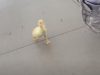Duck, funny, running duck, rain, Charley, run,morning ritual, funny animals, funny duckling, cute animals, adorable animals, bird, domestic animals,