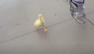Duck, funny, running duck, rain, Charley, run,morning ritual, funny animals, funny duckling, cute animals, adorable animals, bird, domestic animals,