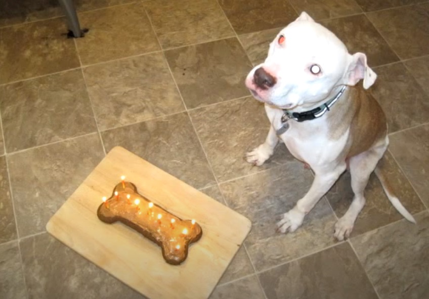 wallace, pit, bull, pitbull, birthday, dog, celebrate, frisbee,