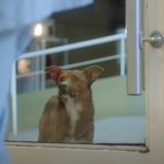 This Dog can’t Leave the hospital until his Owner appears, when they met again… I am fighting back tears!