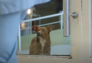 viral,video,touching storie,magical,warm your heart,approaching,animal,dog,sik owner,special needs,most shared,most watched,must go viral,storie must watched,hospital,commercial