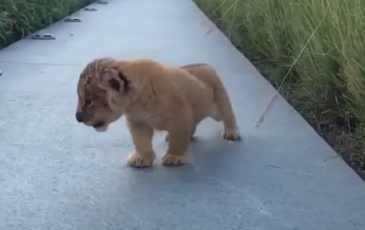 viral,video,roar,roaring,lion cub,tiny cub,tiny lion,baby lion,baby animals,adorable,animals,savage animals,dangerous animals,wild animals,viral video,cute,cute puppies,amazing,most viewed,most shared,most watched