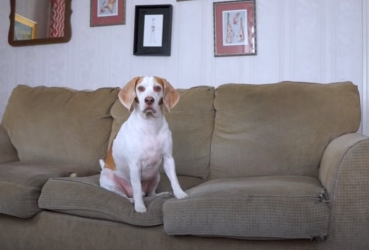maymo, beagle, dog, dogs, funny dogs, funny dog, funny, skeleton, prank, halloween, halloween prank, dog vs skeleton, dog scared, dog terrified, cute dog,viral video,amazingpandph video,best of,coolest prank,viral post,viral stuff,most viewed,most watched,most shared