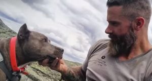 animal, video, animals ,dogs, cats, dog videos, cat videos, pit bull, pibble, recovery, addiction, hiking, hiking with dog, dog friendship, best stories, terrific, awesome, unbelievable,