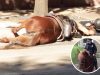 animals, horse, rescue, save, life, helping, accident, car, police horse, fatal accident, hitted by car, last breath,