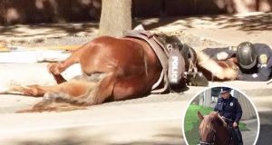 animals, horse, rescue, save, life, helping, accident, car, police horse, fatal accident, hitted by car, last breath,