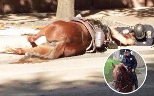 animals, horse, rescue, save, life, helping, accident, car, police horse, fatal accident, hitted by car, last breath,