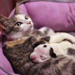 Cat nurses abandoned pit bull puppy