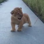 Tiny lion Cub tries to Roar for the First time