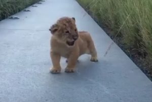 viral,video,roar,roaring,lion cub,tiny cub,tiny lion,baby lion,baby animals,adorable,animals,savage animals,dangerous animals,wild animals,viral video,cute,cute puppies,amazing,most viewed,most shared,most watched