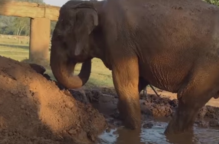 elephant, nature, park, chiangmai, thailand, rescue, animal, love, peace, freedom, cry, sanctuary,