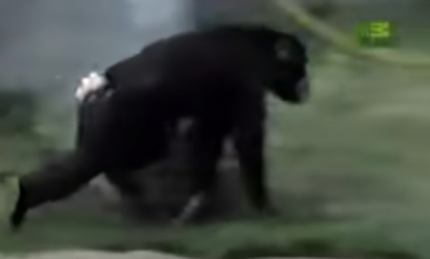 chimp, rescue, amazing, best rescue, amazing save, chimpanzee, ape, zoo incident,