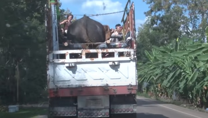 elephant, nature, park, chiangmai, thailand, rescue, animal, love, peace, freedom, cry, sanctuary,