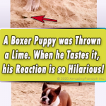 A Boxer Puppy was Thrown a Lime