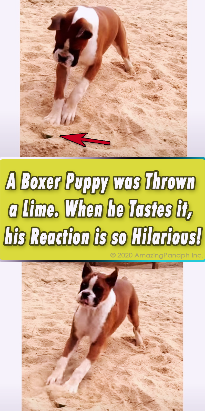 dogs, pets, puppies, puppy, cute, amazing, dog tasting lime, dog taste, funniest dog, funniest animals,
