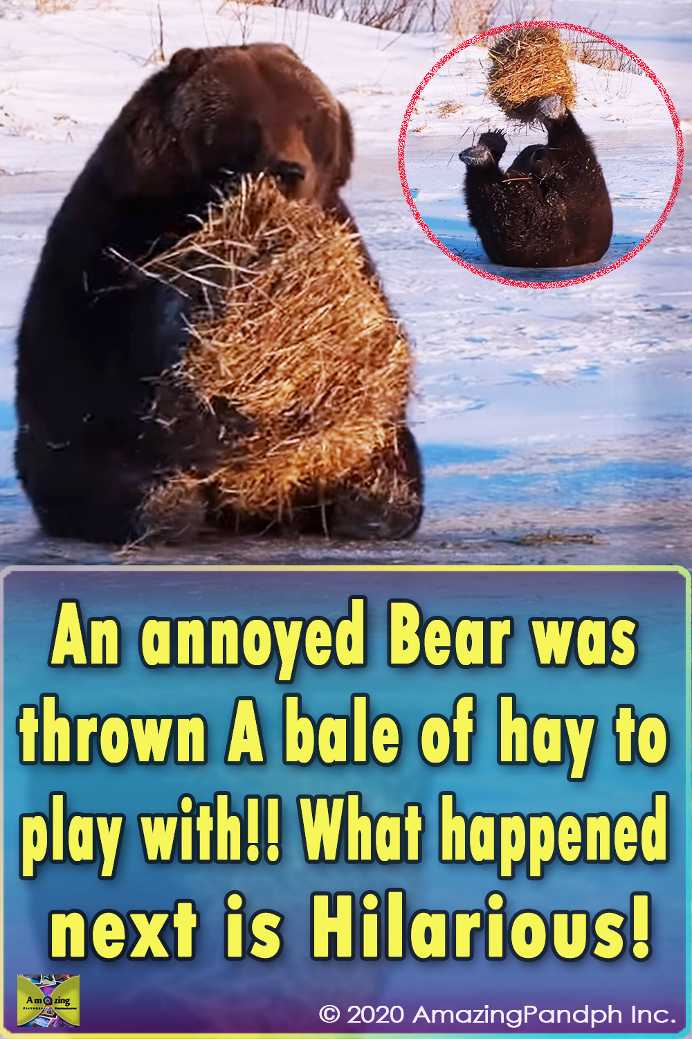 bear, playing, hay, grizzly, funny, alaska, funny bear, brown bear, bear movie, fuuny animal video, viral bear