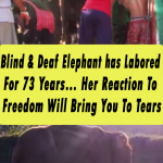 Blind Elephant has Labored For 73 Years