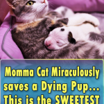 Cat nurses abandoned pit bull puppy