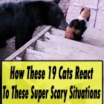 Cats React To Super Scary Situations
