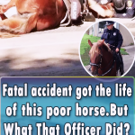 Fatal accident got the life of this poor horse