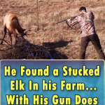 He Found a Stucked Elk In his Farm