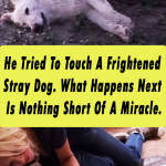 He Tried To Touch A Frightened Stray Dog