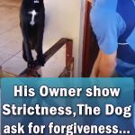 His Owner show Strictness The Dog ask for forgiveness