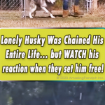 Lonely Husky Was Chained His Entire Life