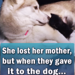 She lost her mother but when they gave it to the dog