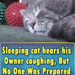 Sleeping cat hears his Owner coughing