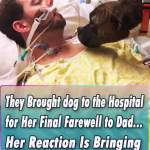 They Brought dog to the Hospital for Her Final Farewell to Dad…Her Reaction Is Bringing Everyone To Tears…