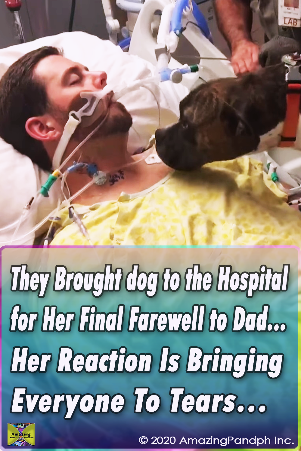 viral,video,incredible,interview,accident,veteran,dog,pets,animals,touching,attack,animal attack,dog attack,touching video,touchingstorie,viral video,viral stuff,viral storie,best sories,most viewed stories,stories for dogs,stories for pets,hospital