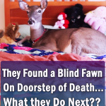 They Found a Blind Fawn On Doorstep of Death