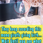 They keep recording this mama giraffe giving birth