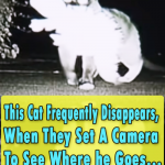 This Cat Frequently Disappears