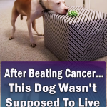 This Dog Wasnt Supposed To Live To See The Gift