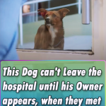 This Dog can’t Leave the hospital until his Owner appears, when they met again… I am fighting back tears!