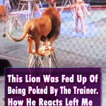 This Lion Was Fed Up Of Being Poked By The Trainer. How He Reacts Left Me Shocked, OMG!