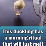 This duckling has a morning ritual that will just melt your heart
