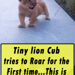 Tiny lion Cub tries to Roar for the First time