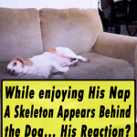While enjoying His Nap A Skeleton Appears Behind the Dog