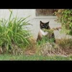 Video thumbnail for youtube video fdx7tevxo1e