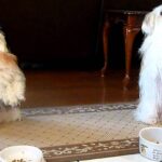 Video thumbnail for youtube video q4e1a2vgg7e